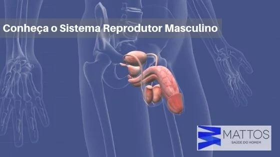 Sistema Reprodutor Masculino